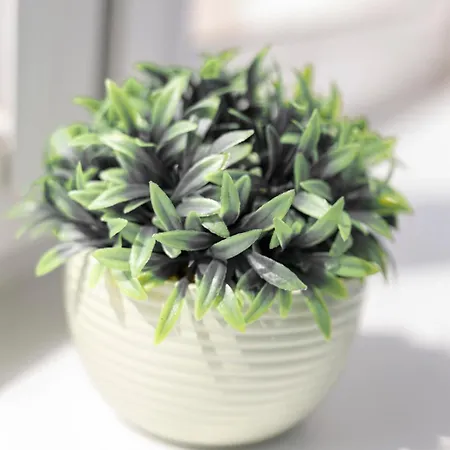 Golden - Monopol * Wrocław